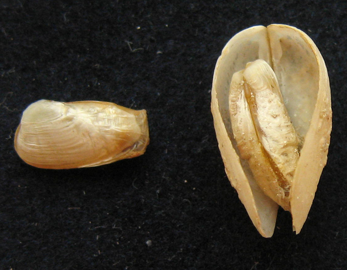 bivalve in gastrochaena